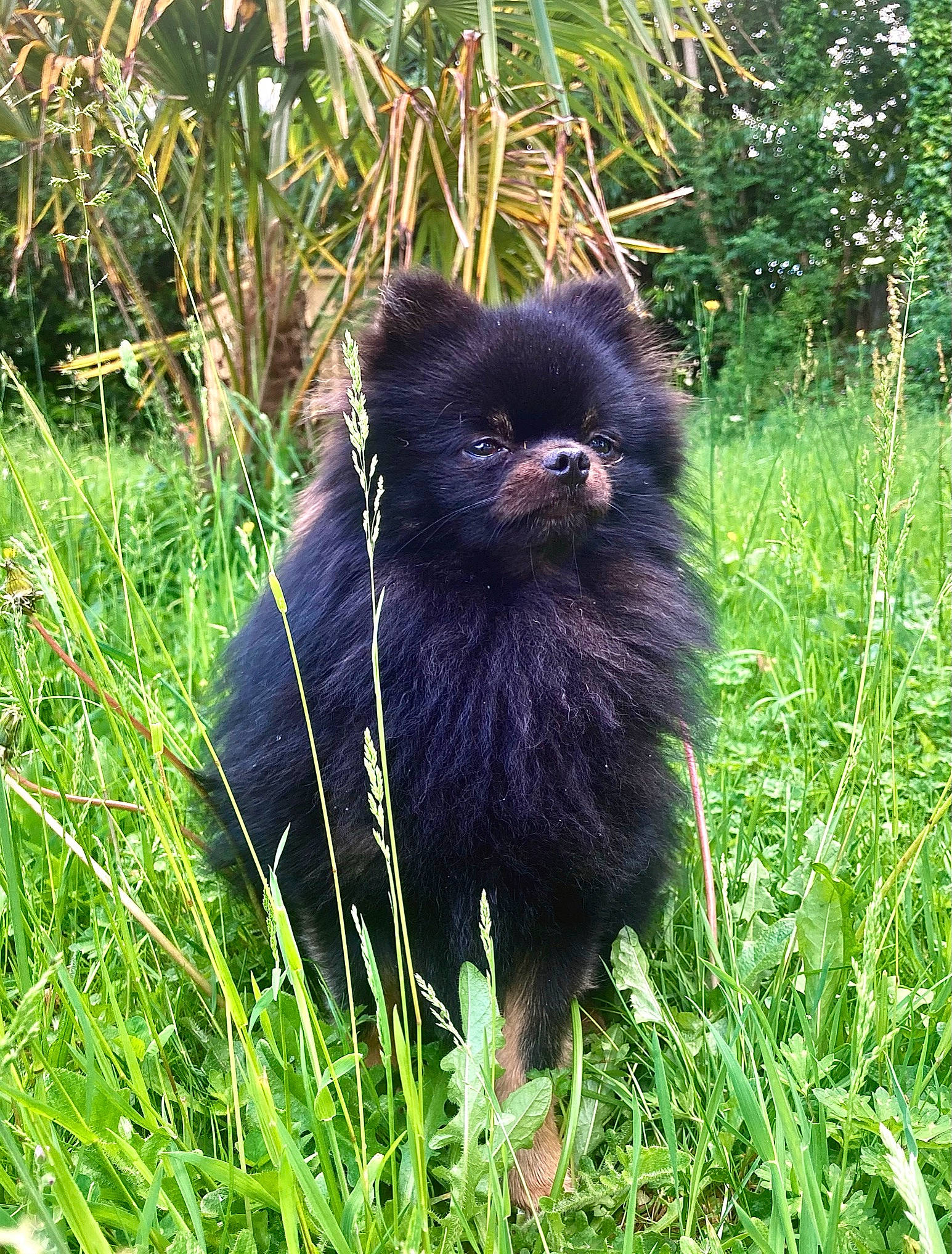 Maes participe au concours pour gagner de l'argent avec cette photo : canidae, carnivore, companion_dog, dog_breed, electric_blue, fur, grass, grassland, groundcover, liver, plant, shrubland, snout, sporting_group, terrestrial_animal, terrestrial_plant, wildlife