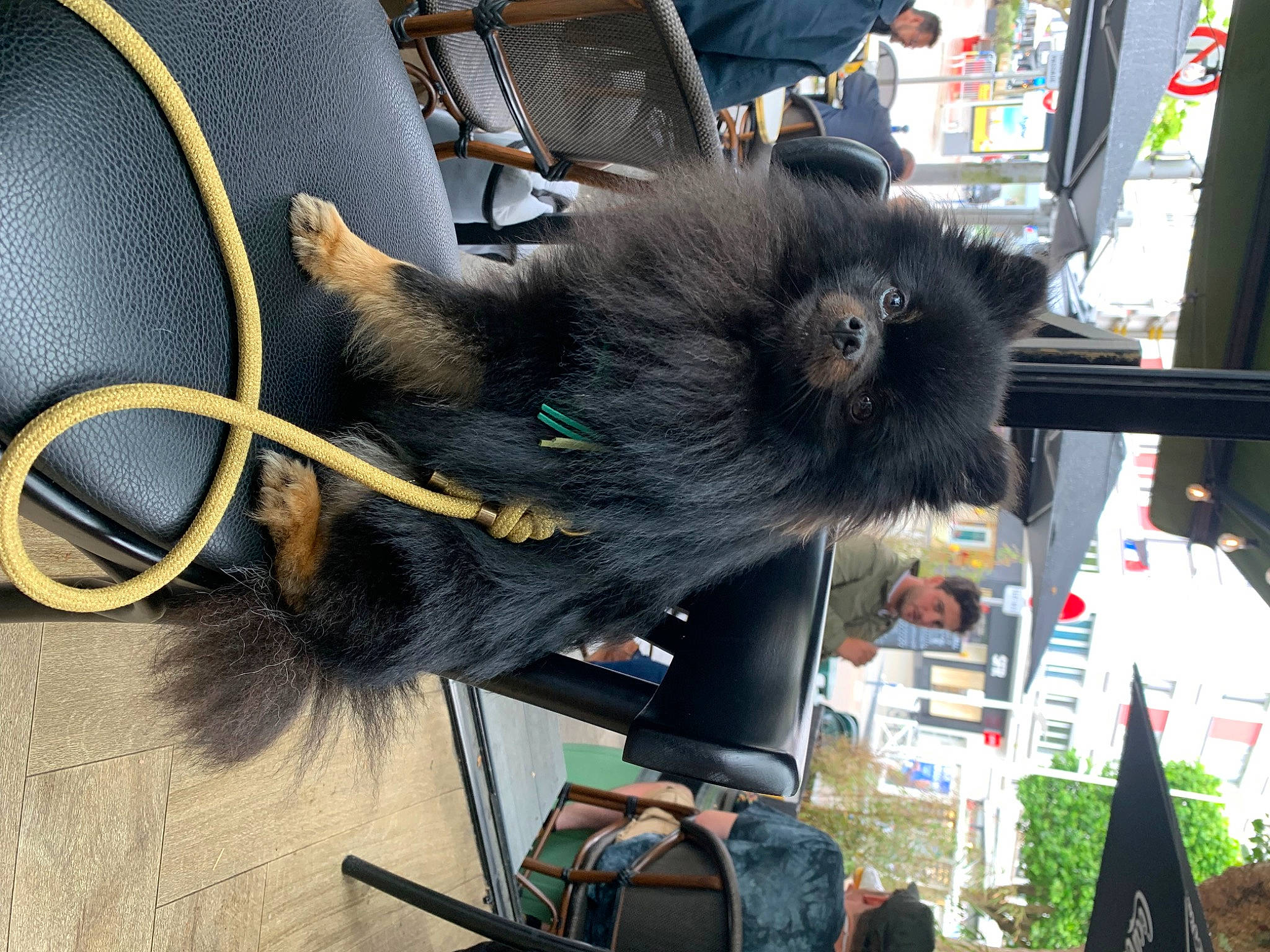 Maes a rejoint le concours — aidez-le/la à gagner de superbes lots ! canidae, carnivore, chair, claw, collar, companion_dog, dog_breed, foot, fur, natural_material, plant, small_to_medium_sized_cats, snapshot, snout, sporting_group, tail, terrestrial_animal, whiskers, working_animal