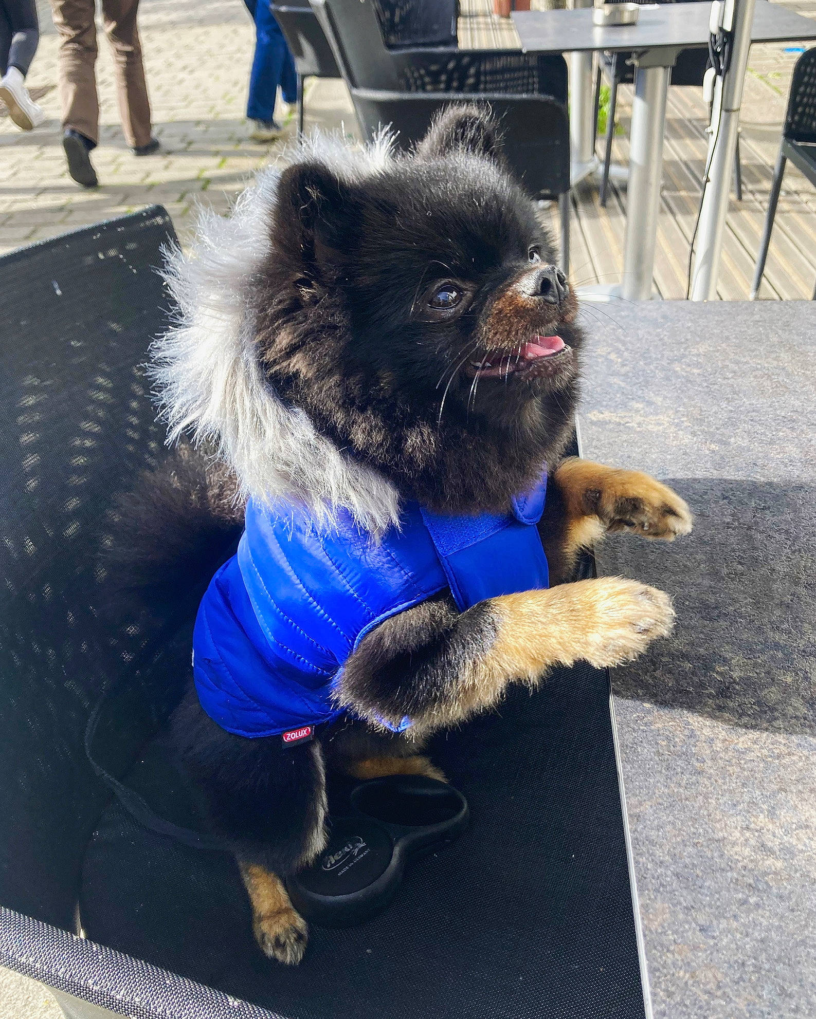 Maes a rejoint le concours — aidez-le/la à gagner de superbes lots ! canidae, carnivore, chair, companion_dog, dog, dog_breed, dog_collar, dog_supply, electric_blue, fawn, fur, outdoor_furniture, paw, photograph, road_surface, snout, sporting_group, tail, terrestrial_animal, working_animal