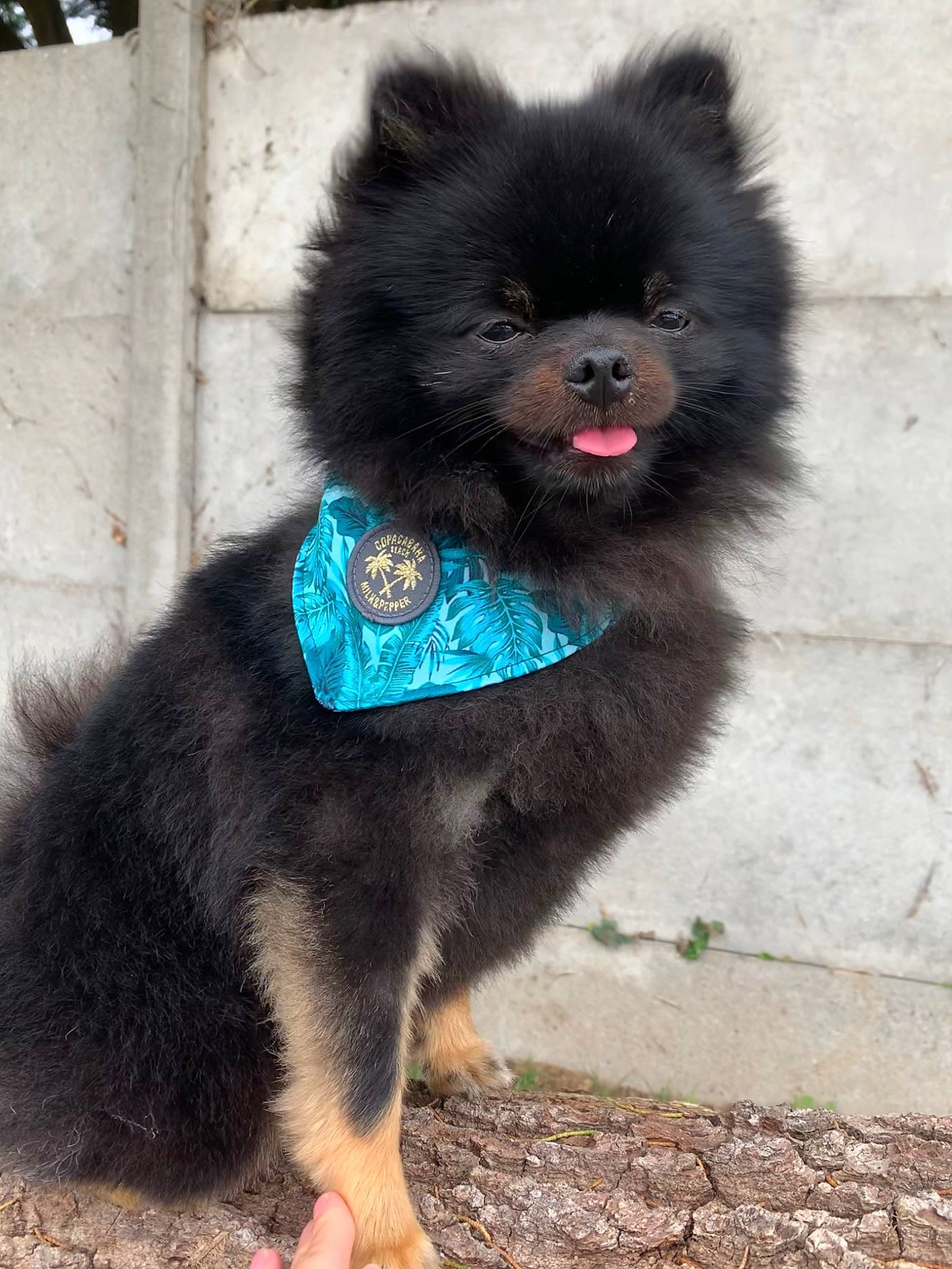 Maes participe au concours pour gagner de l'argent avec cette photo : canidae, carnivore, collar, companion_dog, dog, dog_breed, dog_supply, electric_blue, fur, german_spitz, german_spitz_klein, german_spitz_mittel, pet_supply, snout, spitz, sporting_group, tail, toy_dog, working_animal, working_dog