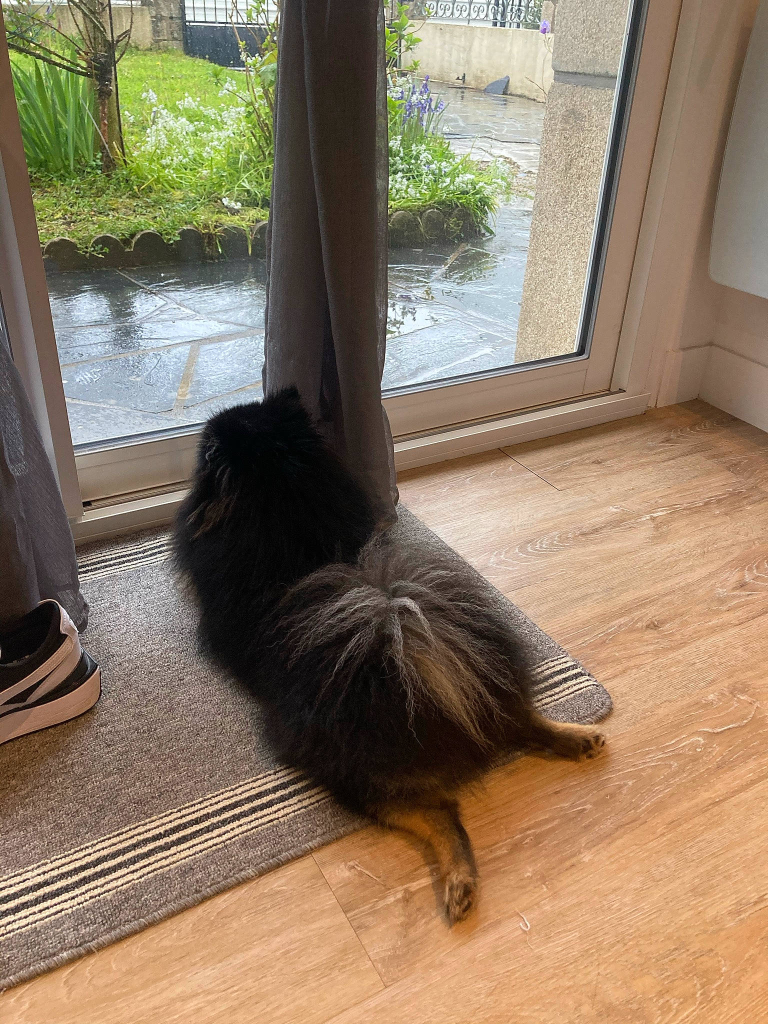 Maes a rejoint le concours — aidez-le/la à gagner de superbes lots ! black_cat, carnivore, cat, comfort, felidae, floor, flooring, hardwood, human_leg, laminate_flooring, plant, small_to_medium_sized_cats, tail, terrestrial_animal, tints_and_shades, whiskers, window, wood, wood_flooring, wood_stain