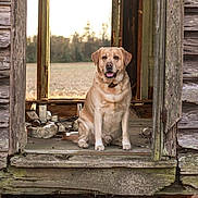 Brody is registered to the contest to win money with this photo: dog, labrador, canine, pet, sitting, porch, wooden, old_house, doorway, glass_jars, rural, outdoor, nature, field, rustic, abandoned, weathered, vintage, animal, happy