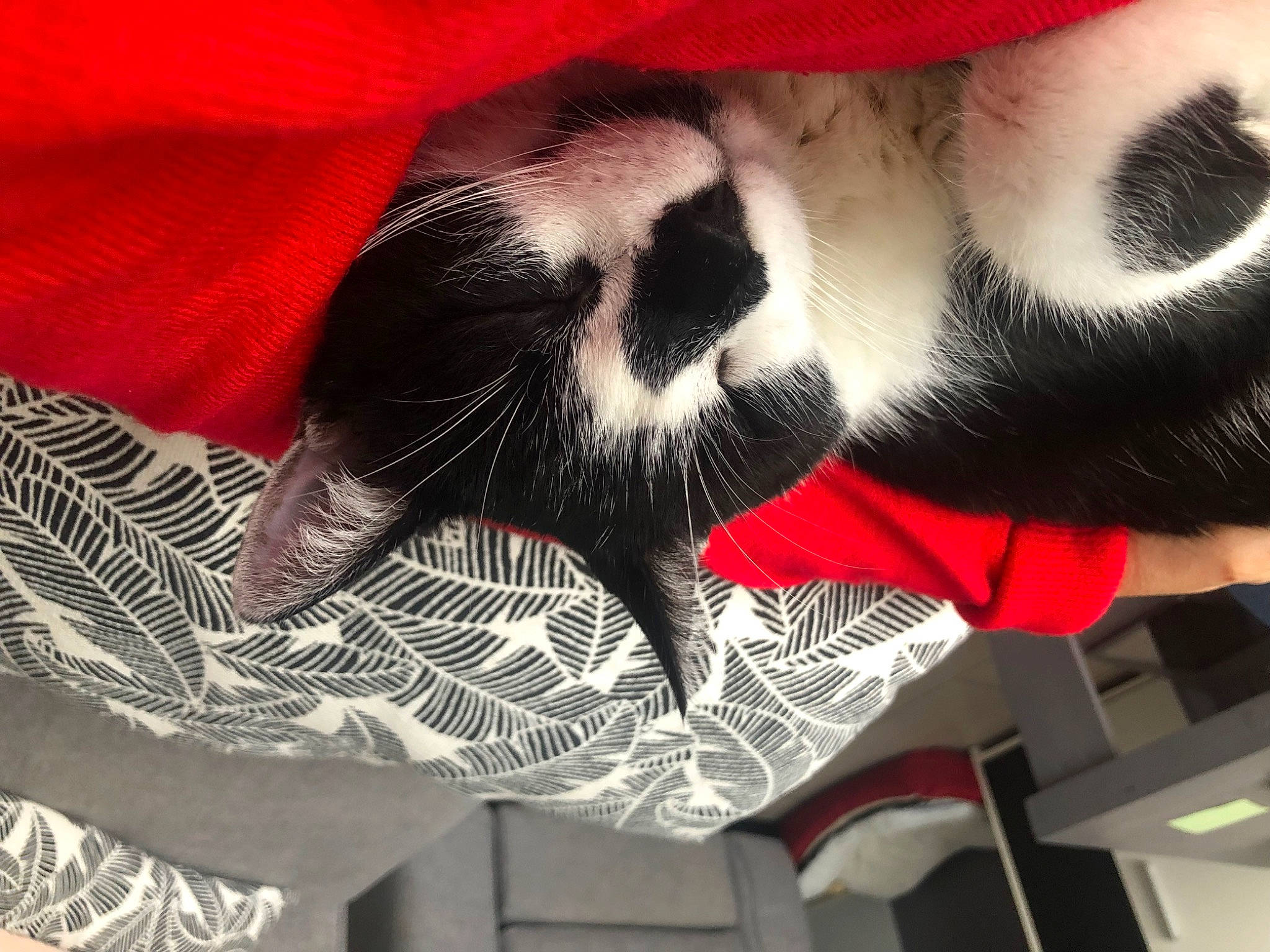 Gnomeo a rejoint le concours — aidez-le/la à gagner de superbes lots ! carmine, carnivore, cat, claw, comfort, companion_dog, dog_breed, elbow, felidae, foot, fur, human_leg, knee, leg, paw, small_to_medium_sized_cats, snout, tail, thigh, whiskers