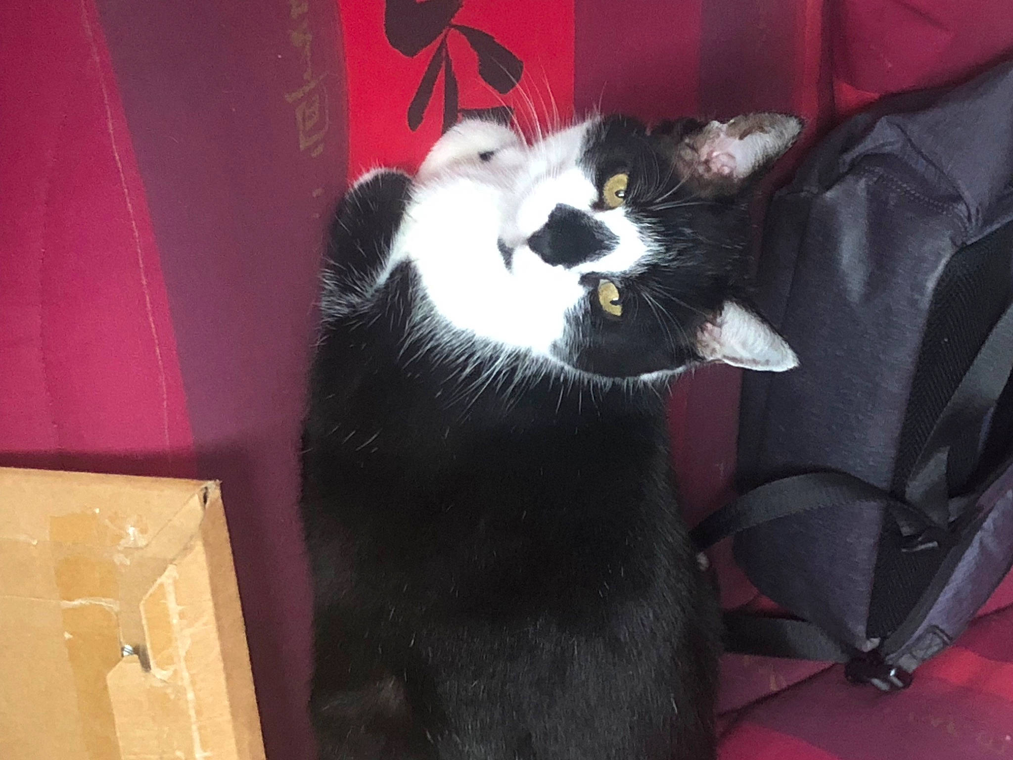 Gnomeo participe au concours pour gagner de l'argent avec cette photo : carnivore, cat, claw, comfort, domestic_short_haired_cat, felidae, foot, fur, paw, shipping_box, small_to_medium_sized_cats, tail, terrestrial_animal, whiskers, wood