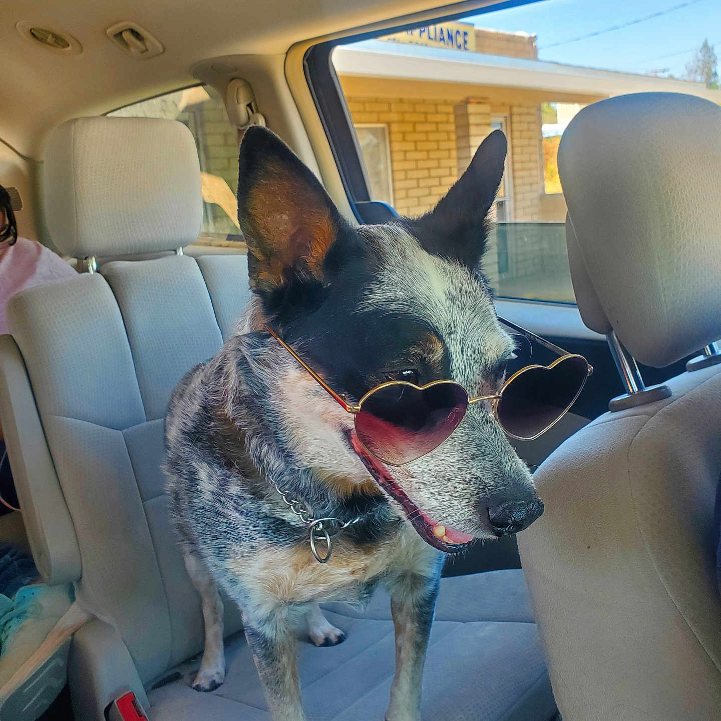 Buddy is registered to the contest to win money with this photo: animal, canine, car_interior, collar, dog, domestic_animal, ears, funny, furry, happy, heart_shaped_glasses, pet, portrait, road_trip, seat, sunglasses, sunlight, transportation, vehicle, window
