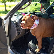 Tazz joined the competition — help win amazing prizes! animal, brown_dog, canine, car, dashboard, dog, grass, greenery, interior, open_door, outdoor, parked_car, pet, rainbow_ears, scarf, seat, steering_wheel, sunlight, tree, vehicle