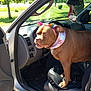 animal, brown_dog, canine, car, dashboard, dog, grass, greenery, interior, open_door, outdoor, parked_car, pet, rainbow_ears, scarf, seat, steering_wheel, sunlight, tree, vehicle