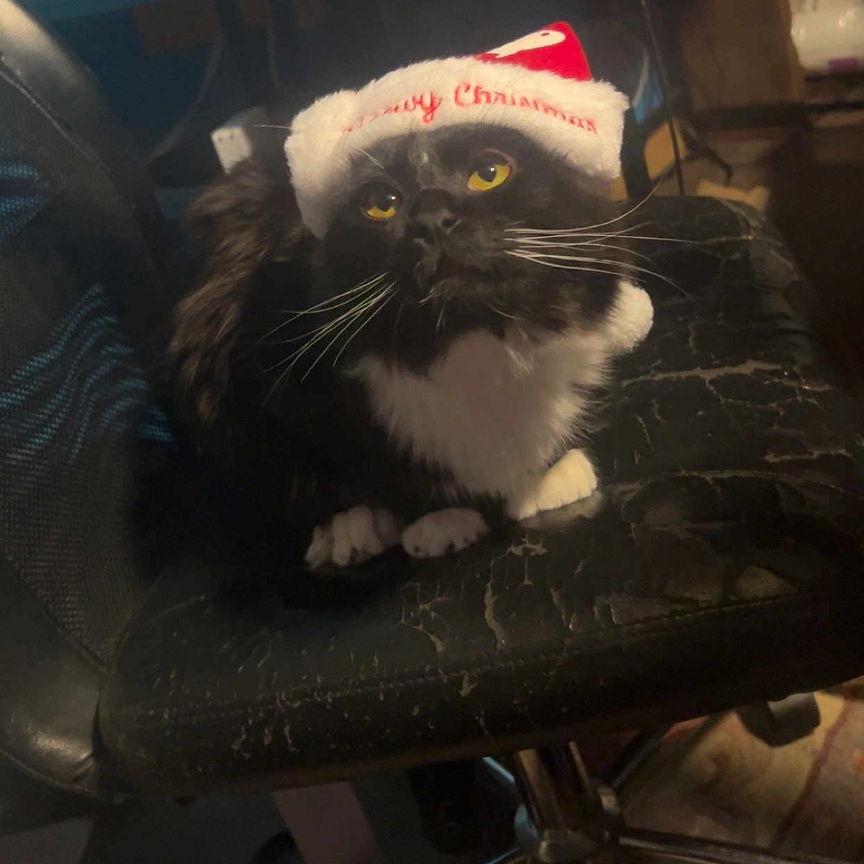Loki is registered to the contest to win money with this photo: animal, black_and_white, cat, chair, christmas, curious, cute, domestic_cat, fur, furniture, holiday, indoor, looking_up, office_chair, pet, pet_accessory, santa_hat, whiskers, worn_out, yellow_eyes