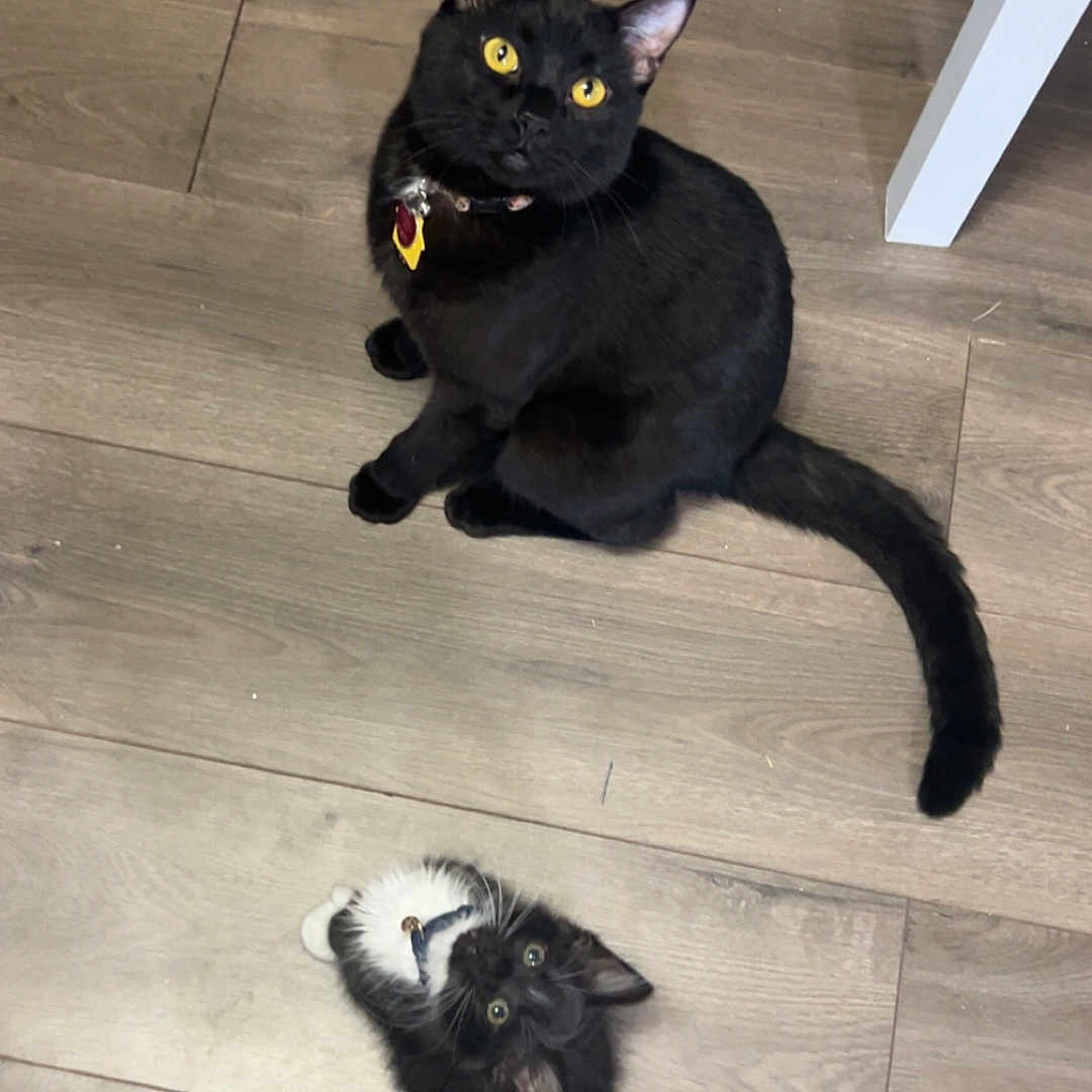 Bandit And Loki