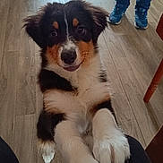 Alia participe au concours pour gagner de l'argent avec cette photo : animal, black, brown, closeup, cute, dog, floor, fur, home, indoor, legs, looking, paw, person, pet, puppy, sneakers, tricolor, white, wooden_floor