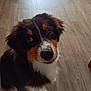Alia participe au concours pour gagner de l'argent avec cette photo : adorable, animal, black, brown, cute, dog, ears, eyes, fluffy, fur, indoor, looking_up, pet, puppy, sitting, tricolor, whiskers, white, wooden_floor, young_dog