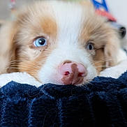 Hadès participe au concours pour gagner de l'argent avec cette photo : animal, blanket, blue_eyes, close_up, cozy, curious, cute, dog, face, fur, indoor, pet, pink_nose, puppy, resting, sleepy, soft, texture, whiskers, young