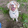 Hadès participe au concours pour gagner de l'argent avec cette photo : animal, blue_eyes, canine, collar, cute, dirt, dog, excited, fur, grass, happy, looking_up, mud, nature, outdoor, pet, playful, puppy, smiling, young