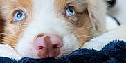 Hadès participe au concours pour gagner de l'argent avec cette photo : animal, blanket, blue_eyes, brown_spots, close_up, cute, dog, face, fur, indoor, nose, pet, pink_nose, portrait, puppy, resting, sleepy, soft_texture, whiskers, young_dog