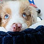 animal, blanket, blue_eyes, brown_spots, close_up, cute, dog, face, fur, indoor, nose, pet, pink_nose, portrait, puppy, resting, sleepy, soft_texture, whiskers, young_dog