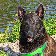 Pixel a rejoint le concours — aidez-le/la à gagner de superbes lots ! dog, brindle_coat, green_harness, rocks, pond, water, outdoor, sunny, nature, plants, pet, canine, tongue_out, relaxed, fur, ears_up, daylight, closeup, animal, wildlife