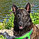 Pixel