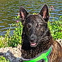 dog, brindle_coat, green_harness, rocks, pond, water, outdoor, sunny, nature, plants, pet, canine, tongue_out, relaxed, fur, ears_up, daylight, closeup, animal, wildlife