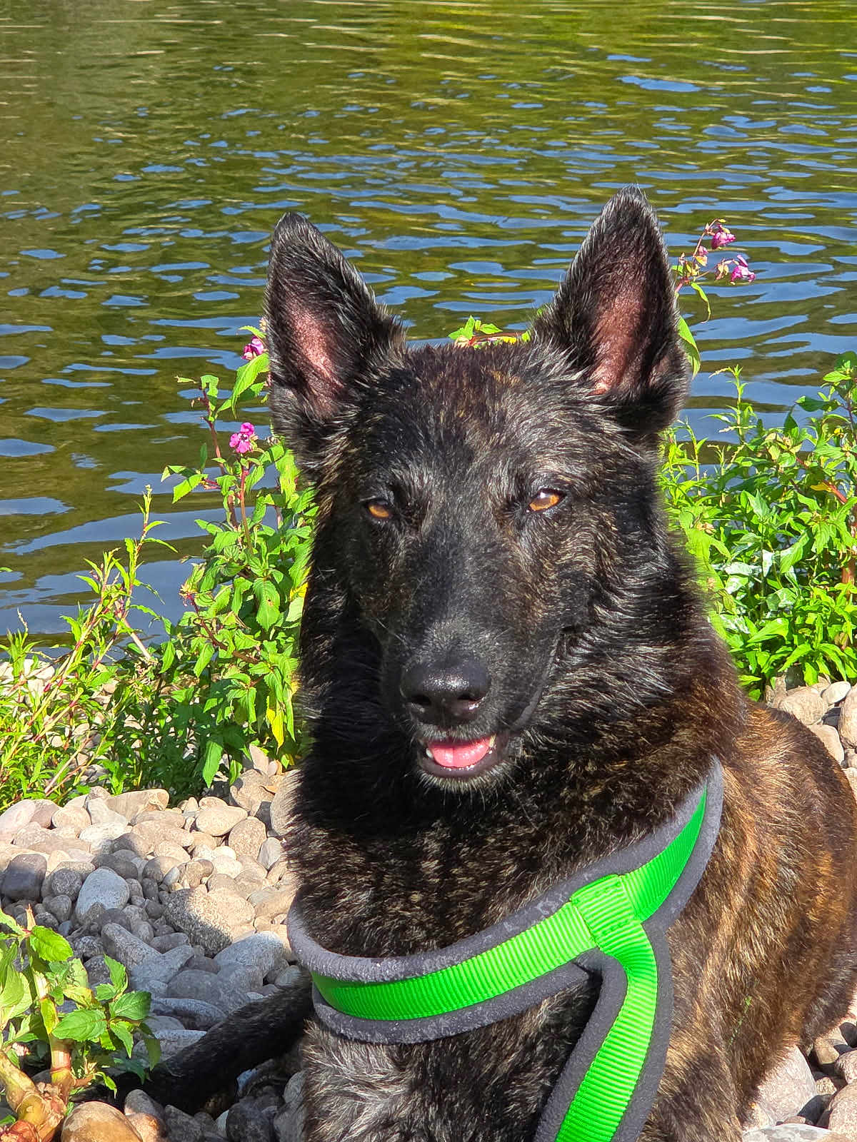 Pixel a rejoint le concours — aidez-le/la à gagner de superbes lots ! dog, brindle_coat, green_harness, rocks, pond, water, outdoor, sunny, nature, plants, pet, canine, tongue_out, relaxed, fur, ears_up, daylight, closeup, animal, wildlife