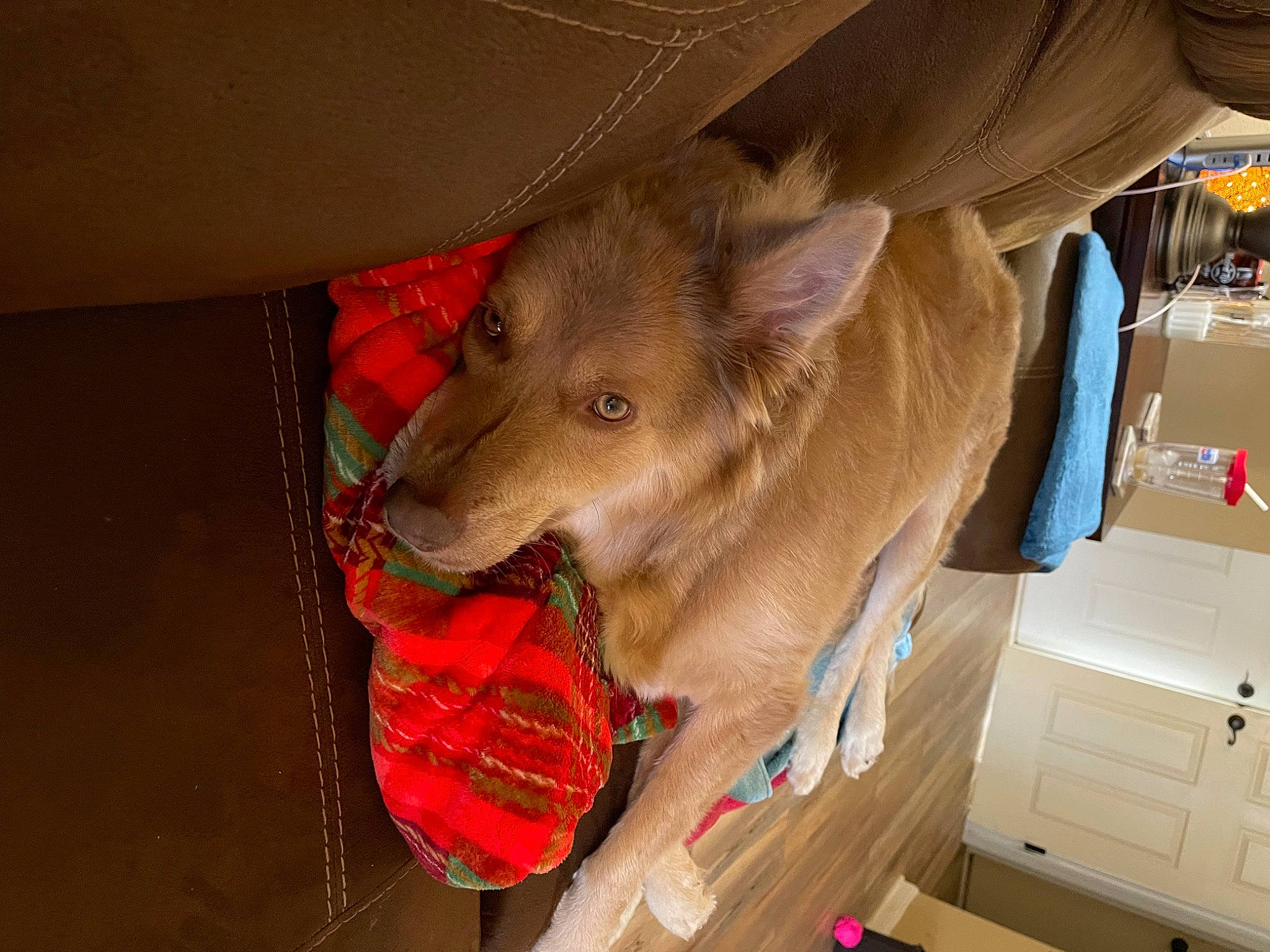 Sassee is registered to the contest to win money with this photo: box, canidae, carnivore, carton, collar, companion_dog, dog, dog_breed, dog_supply, fawn, flooring, fur, hardwood, room, shipping_box, snout, sporting_group, tartan, wood, working_animal