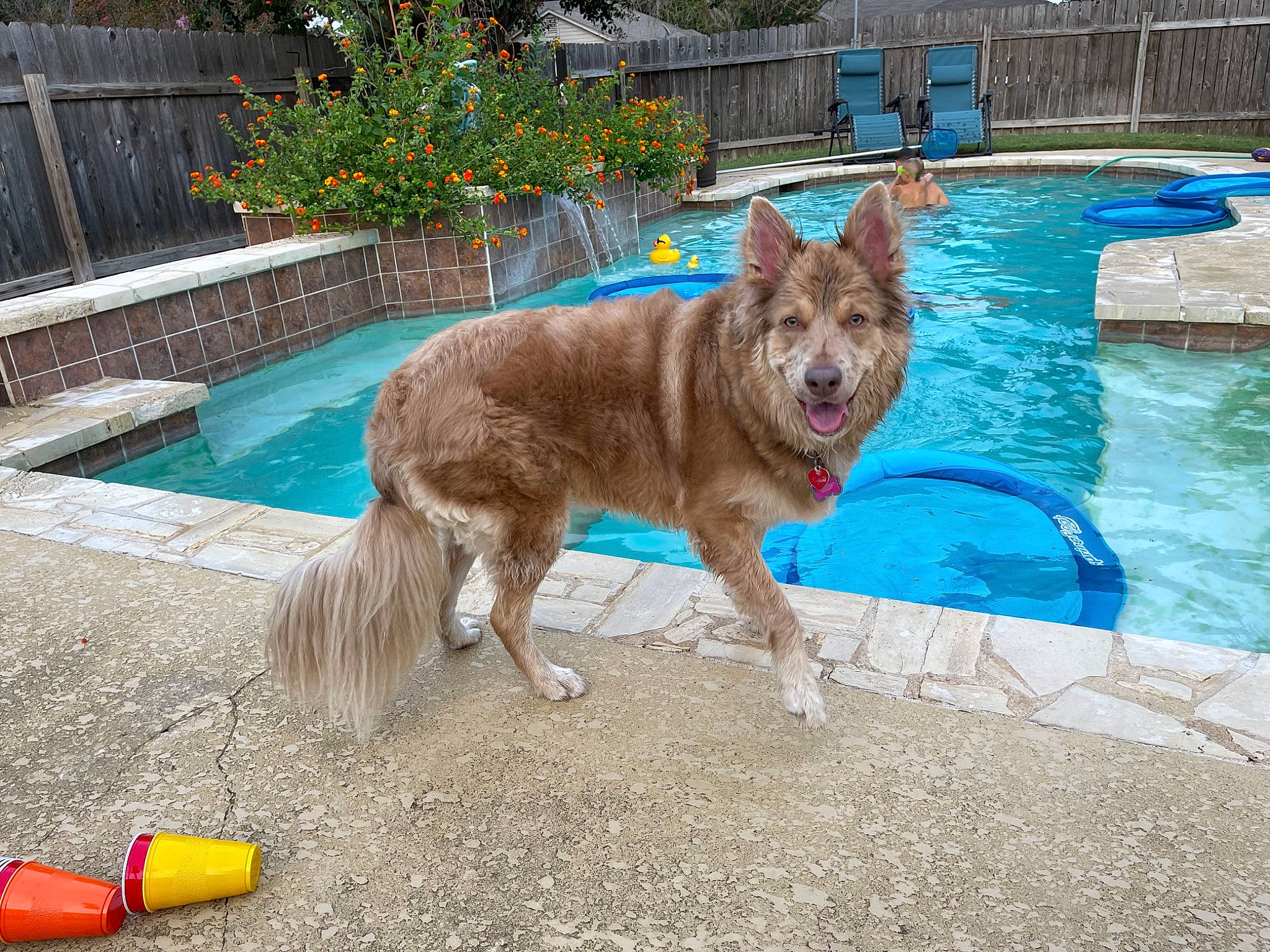 Sassee is registered to the contest to win money with this photo: carnivore, collar, companion_dog, dog, dog_breed, dog_supply, fun, grass, leisure, outdoor_furniture, plant, sidewalk, swimming_pool, tail, tool, water, working_animal, working_dog