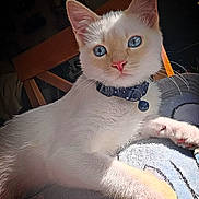Olaf joined the competition — help win amazing prizes! cat, white_cat, blue_eyes, collar, bell, pet, indoor, sunlight, blanket, feline, relaxed, cute, animal, whiskers, paw, chair, wooden_chair, cozy, resting, fur