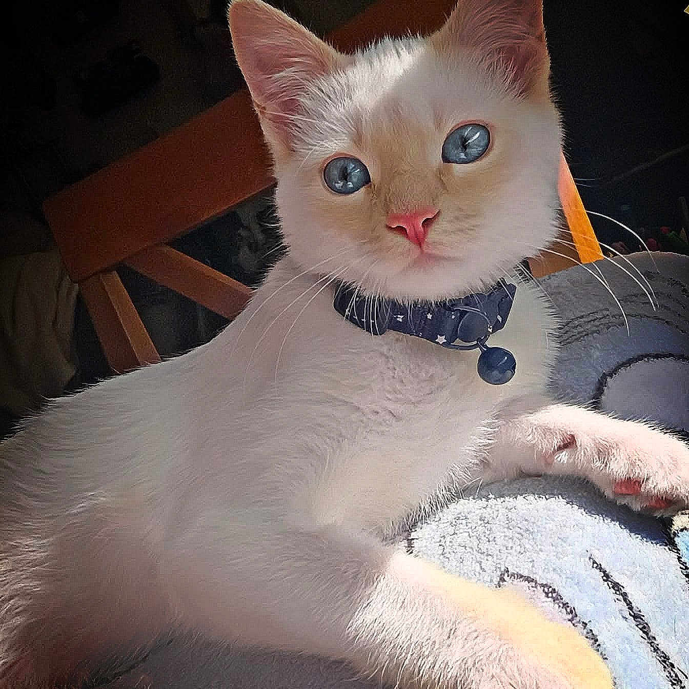 Olaf