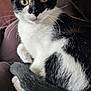 Luna joined the competition — help win amazing prizes! abyssinian, animal, armchair, blackcat, cat, chair, couch, furniture, kitten, manx, pet, siamese