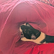 Luna is registered to the contest to win money with this photo: cat, black_and_white, blanket, red, indoor, curious, pet, whiskers, fur, cozy, bed, carpet, playful, animal, cute, hiding, resting, feline, soft, comfort