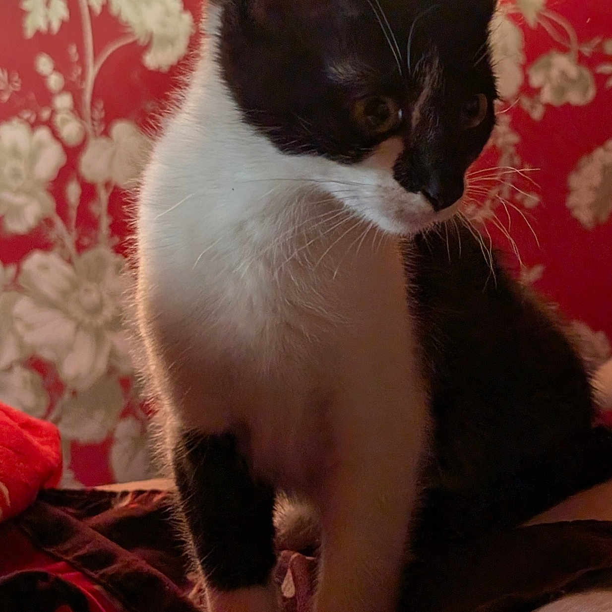 Luna joined the competition — help win amazing prizes! abyssinian, animal, applique, armchair, blackcat, blanket, cat, chair, couch, cushion, furniture, homedecor, kitten, manx, pattern, pet, siamese, velvet