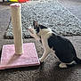 Luna is registered to the contest to win money with this photo: accessories, animal, architecture, building, canine, cat, couch, dog, dynamite, furniture, hardwood, homedecor, indoors, kitten, livingroom, manx, pet, strap, weapon, wood