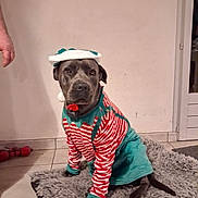 Ulka participe au concours pour gagner de l'argent avec cette photo : dog, pet, costume, elf, christmas, holiday, indoor, tile_floor, rug, red_and_white_stripes, green_skirt, animal, canine, sitting, portrait, funny, expression, decorative, clothing, festive
