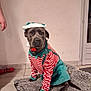 dog, pet, costume, elf, christmas, holiday, indoor, tile_floor, rug, red_and_white_stripes, green_skirt, animal, canine, sitting, portrait, funny, expression, decorative, clothing, festive