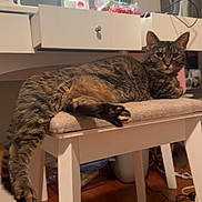 Gizmo is registered to the contest to win money with this photo: animal, cat, cozy, cushion, decor, drawer, flower_bouquet, furniture, household_items, indoor, mirror, pet, relaxed, resting, room, roses, stool, tabby_cat, vanity, wood_floor