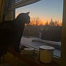 animal, candles, cat, contemplation, cozy, evening, home, indoor, nature, peaceful, pet, quiet, relaxation, shadow, silhouette, sky, sunset, trees, window, windowsill