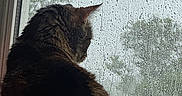 Gizmo joined the competition — help win amazing prizes! animal, cat, contemplative, domestic, fur, glass, looking_out, moody, nature, outdoor, pet, quiet, rain, raindrops, rainy_day, reflection, side_view, sitting, tree, window