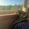 Gizmo is registered to the contest to win money with this photo: animal, blue_sky, cat, cozy, daylight, feline, greenery, indoor, nature, peaceful, pet, quiet, relaxation, resting, sleeping, sunlight, tabby, window, windowsill, wood