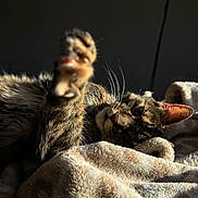 Gizmo joined the competition — help win amazing prizes! animal, blanket, cat, cozy, cute, ear, feline, fur, indoor, nap, paw, pet, relaxed, resting, shadow, soft, stretching, sunlight, tabby, whiskers