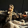 animal, blanket, cat, cozy, cute, ear, feline, fur, indoor, nap, paw, pet, relaxed, resting, shadow, soft, stretching, sunlight, tabby, whiskers
