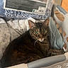 animal, bedding, blanket, carpet, cat, close_up, cozy, curious, domestic_cat, feline, green_eyes, home, indoor, laundry_basket, patterned_blanket, pet, relaxed, resting, soft_fabric, tabby_cat