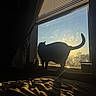animal, blanket, cat, cozy, curtain, evening, feline, home, indoor, light, peaceful, pet, quiet, shadow, shadow_play, silhouette, sunlight, sunset, window, windowsill