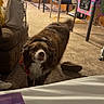 animal, arcade_game, basement, brown_dog, carpet, couch, dog, door, furniture, home, indoor, pet, pinball_machine, purse, room, shoe, table, tail, wall_art, white_dog