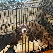 Hazelnut is registered to the contest to win money with this photo: animal, bars, bedroom, brown, cage, cozy, crate, dog, floor, house, indoor, looking, lying_down, metal, pet, pillow, quiet, resting, white, wood