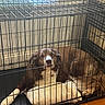 animal, bars, bedroom, brown, cage, cozy, crate, dog, floor, house, indoor, looking, lying_down, metal, pet, pillow, quiet, resting, white, wood