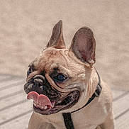 Tokyo a rejoint le concours — aidez-le/la à gagner de superbes lots ! dog, french_bulldog, tongue_out, outdoor, beach, sand, wooden_deck, sunny, pet, canine, animal, happy, playful, closeup, daylight, ears_up, panting, collar, leash, summer