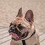 dog, french_bulldog, tongue_out, outdoor, beach, sand, wooden_deck, sunny, pet, canine, animal, happy, playful, closeup, daylight, ears_up, panting, collar, leash, summer