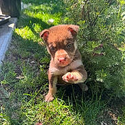 Akira participe au concours pour gagner de l'argent avec cette photo : puppy, dog, grass, greenery, bush, outdoor, sunlight, paw, cute, animal, small, pet, nature, fur, young, mammal, garden, daylight, playful, adorable