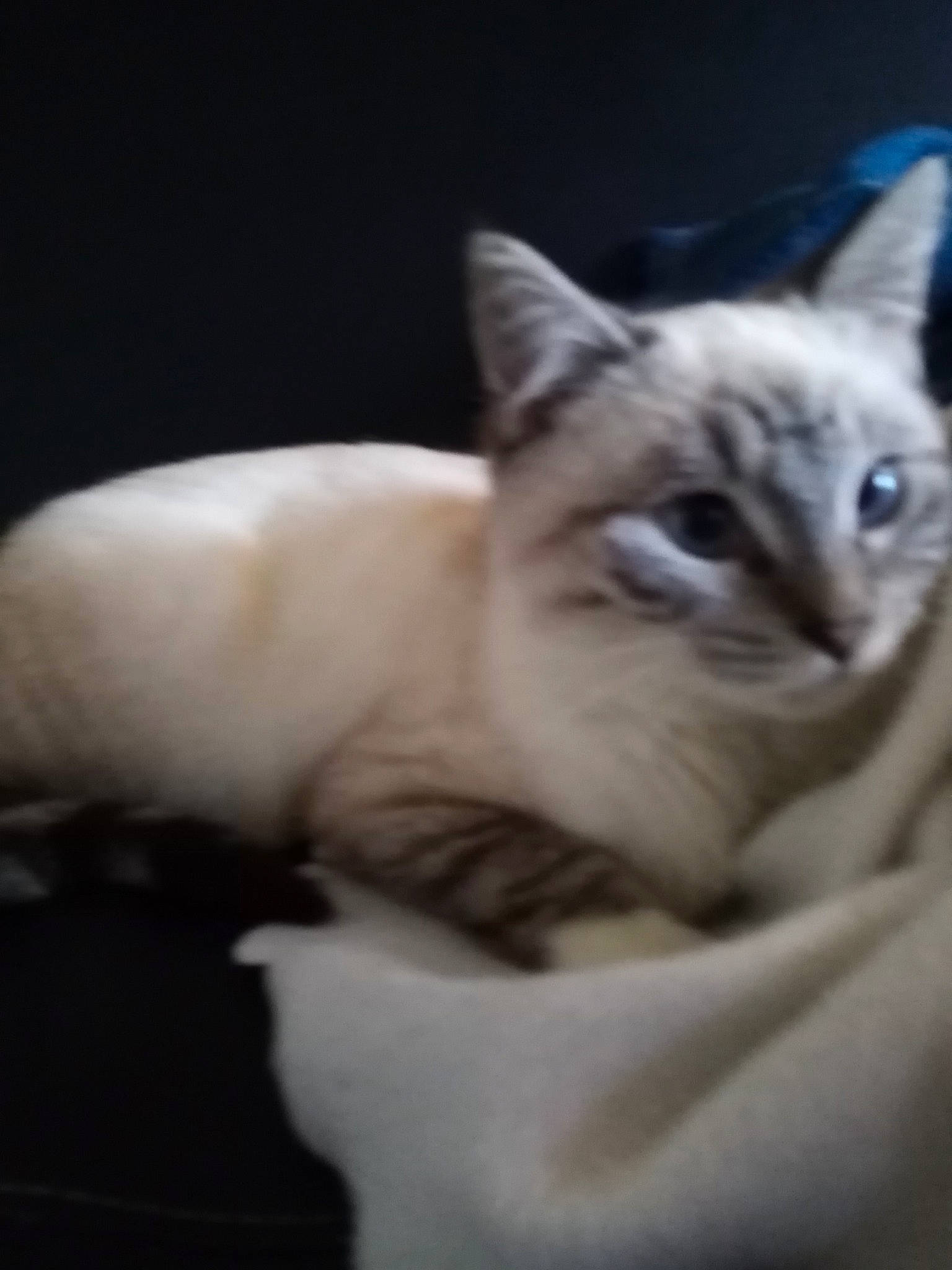 Patty participe au concours pour gagner de l'argent avec cette photo : aegean_cat, asian, burmese, burmilla, carnivore, cat, colorpoint_shorthair, eye, felidae, javanese, kitten, mammal, ojos_azules, ragdoll, small_to_medium_sized_cats, snout, thai, tonkinese, vertebrate, whiskers