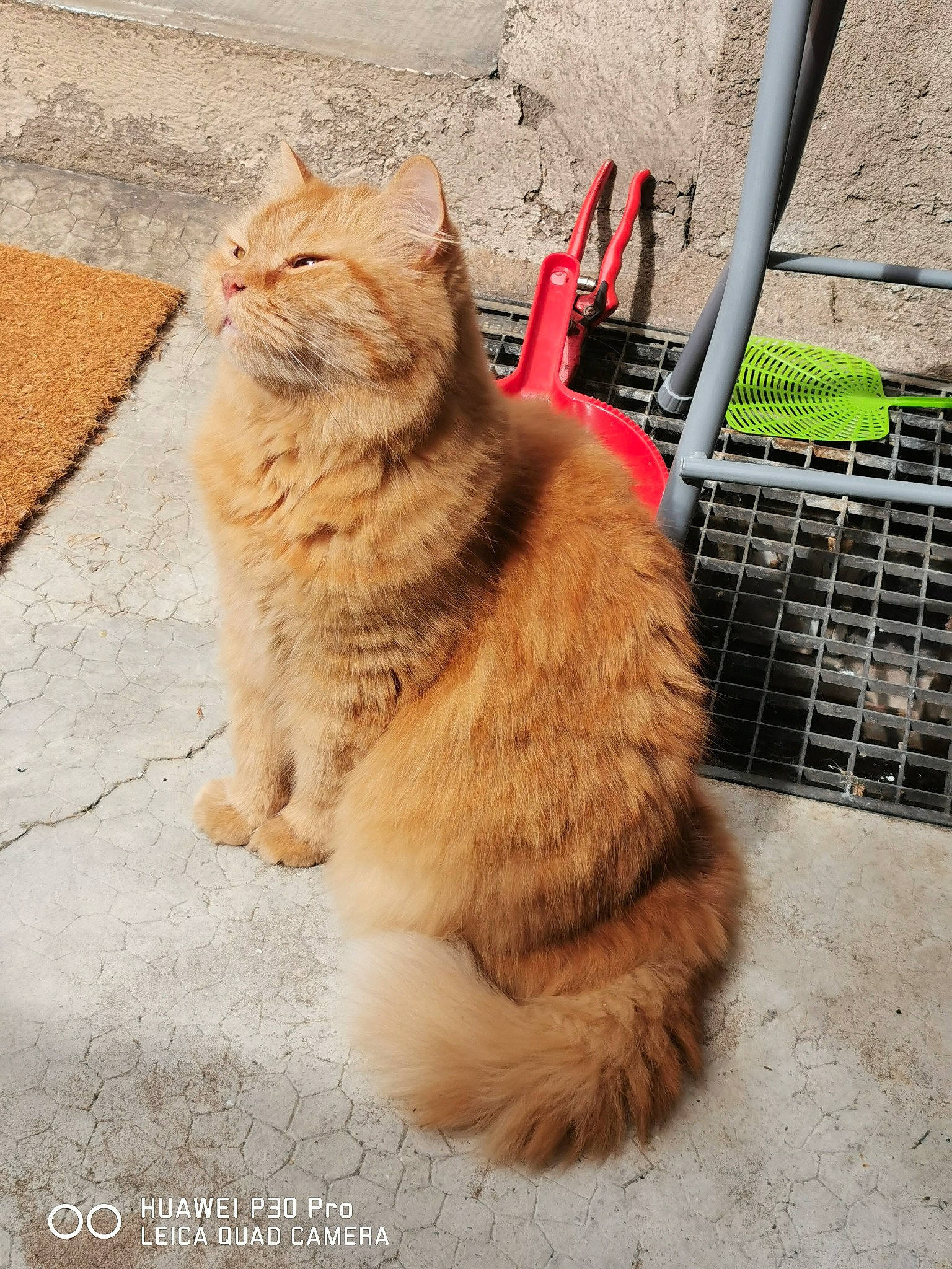 Tupac a rejoint le concours — aidez-le/la à gagner de superbes lots ! canidae, carnivore, cat, claw, domestic_short_haired_cat, eye, fawn, felidae, flooring, fur, paw, road_surface, small_to_medium_sized_cats, snout, soil, tail, terrestrial_animal, whiskers, wildlife, window