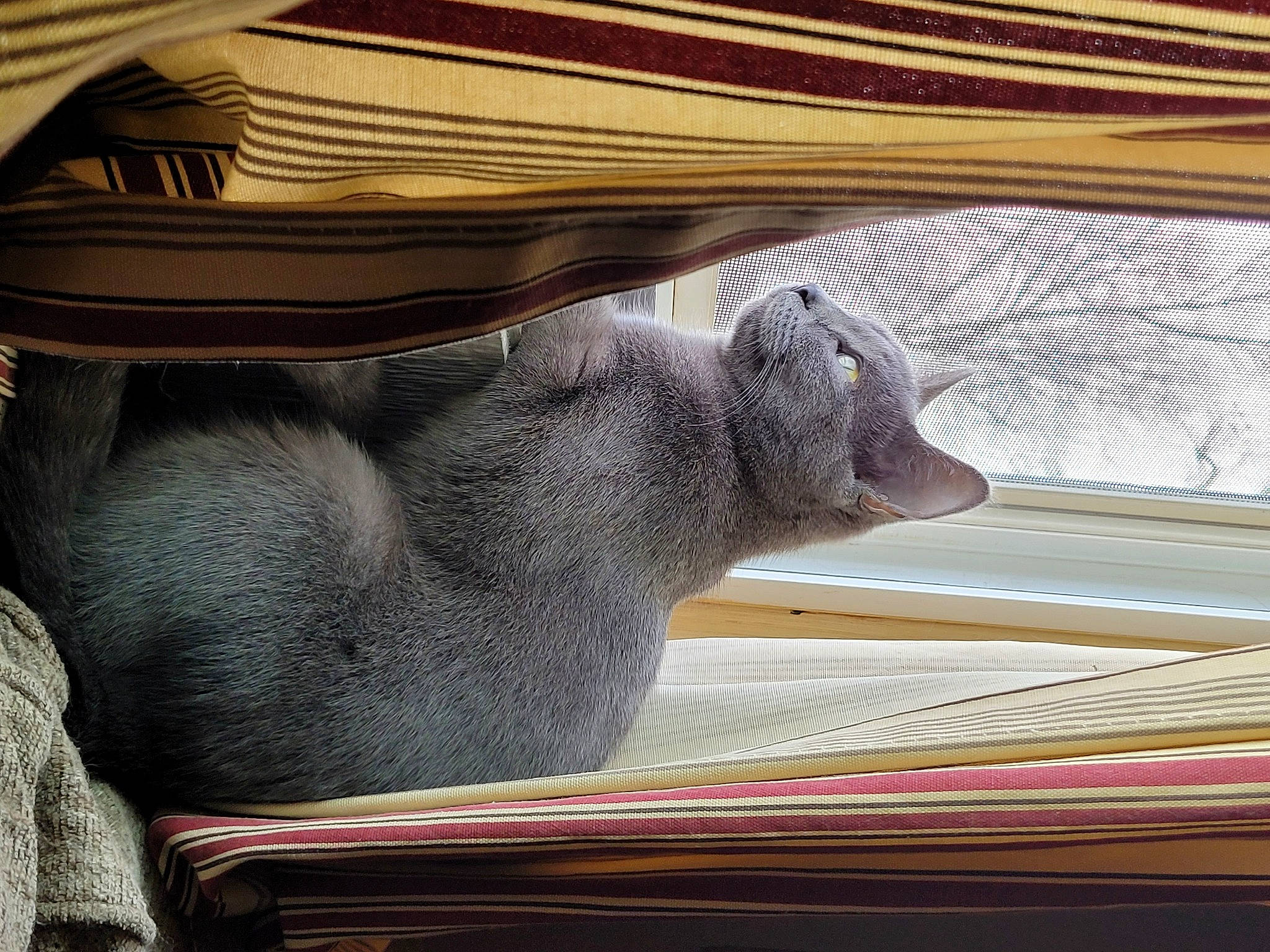 Katniss is registered to the contest to win money with this photo: cage, comfort, elephant, fawn, felidae, fur, grey, indian_elephant, mesh, roof, shade, snout, tail, terrestrial_animal, textile, whiskers, wildlife, wood, working_animal, wrinkle